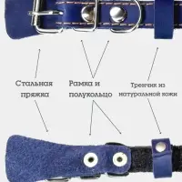 Ошейник, 35&times;1.5 см, подклад из ватина, кожа, синий