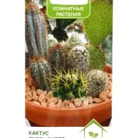 Семена комнатных цветов Кактус &laquo;Смесь видов&raquo;, 0.1 г, &laquo;Поиск&raquo;
