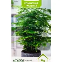 Семена цветов Аспарагус перистый &laquo;Паутинка&raquo;, 5 шт., &laquo;ПОИСК&raquo;