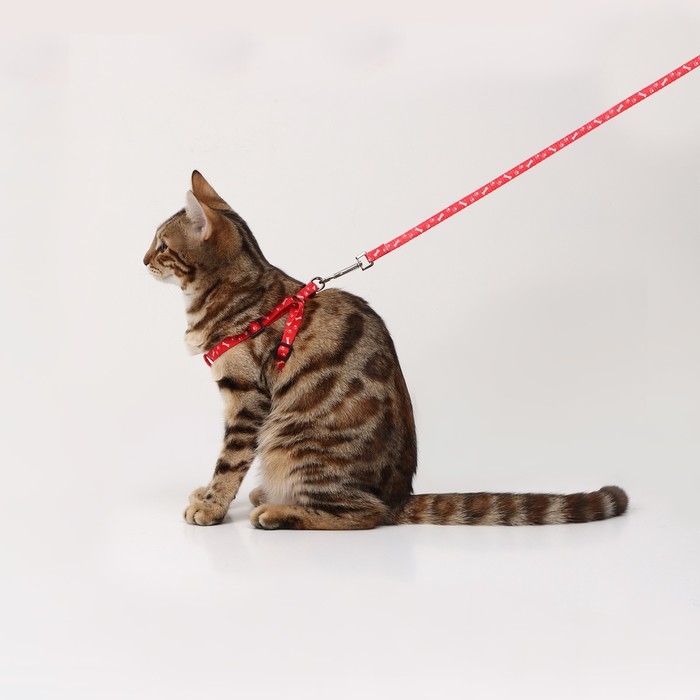 Комплект  Комплект "Классика", капрон, поводок 120 х 1 см, ОГ 21-35 см, красный