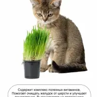 Семена Трава для кошек, 10 г, &laquo;Евро-семена&raquo;