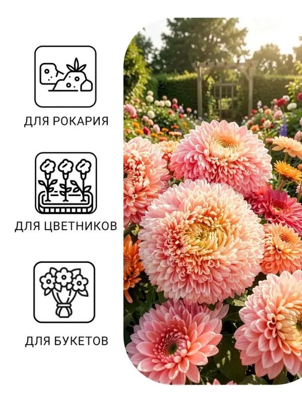 Семена цветов Астра &laquo;Леди Корал бежевая&raquo;, однолетняя, серия &laquo;Эксклюзив&raquo;, 0.05 г, &laquo;Гавриш&raquo;