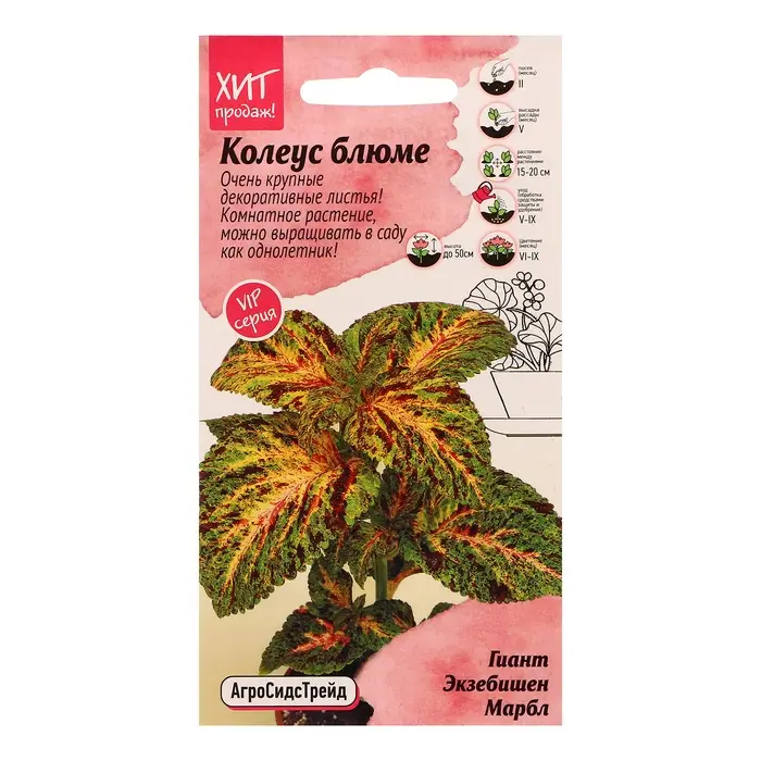 Семена цветов Колеус блюме  Семена цветов Колеус блюме "Гиант Экзебишен Марбл", 10 шт