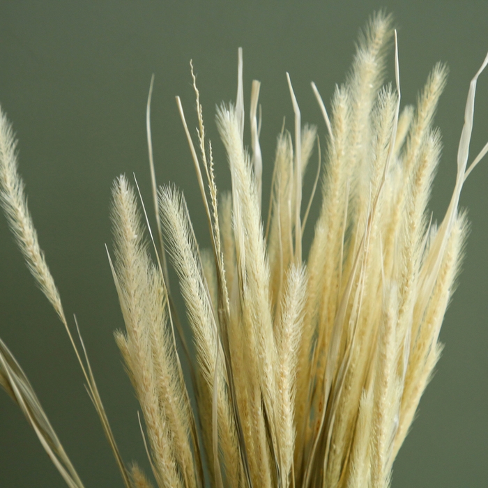 Сухоцвет «Щетинник», белый, 30 - 50 г в упаковке Сухоцвет «Щетинник», белый, 30 - 50 г в упаковке