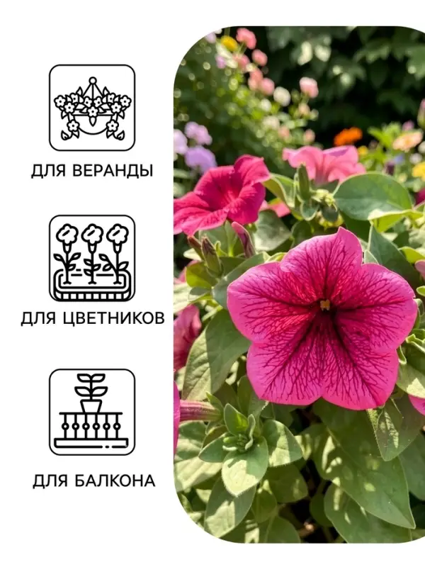 Семена цветов Петуния крупноцветковая &laquo;Танго&raquo;, розовая с вишневыми жилками, 15 шт., &laquo;ПОИСК&raquo;
