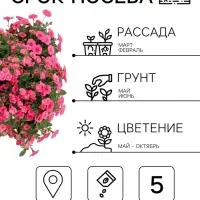 Семена цветов Петуния &laquo;Минибелло&raquo; F1, сакура, многоцветковая, 5 шт., Farao, &laquo;АЭЛИТА&raquo;