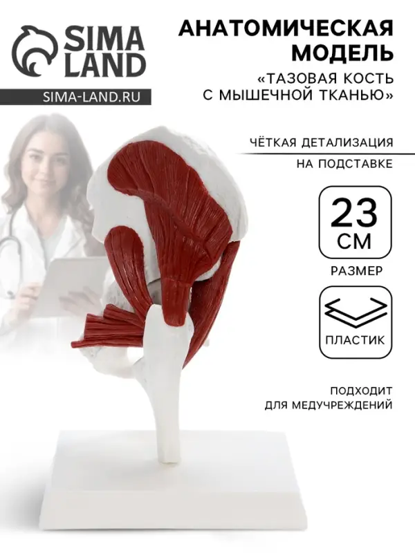 Анатомическая модель &laquo;Тазовая кость с мышечной тканью&raquo;, 23 см
