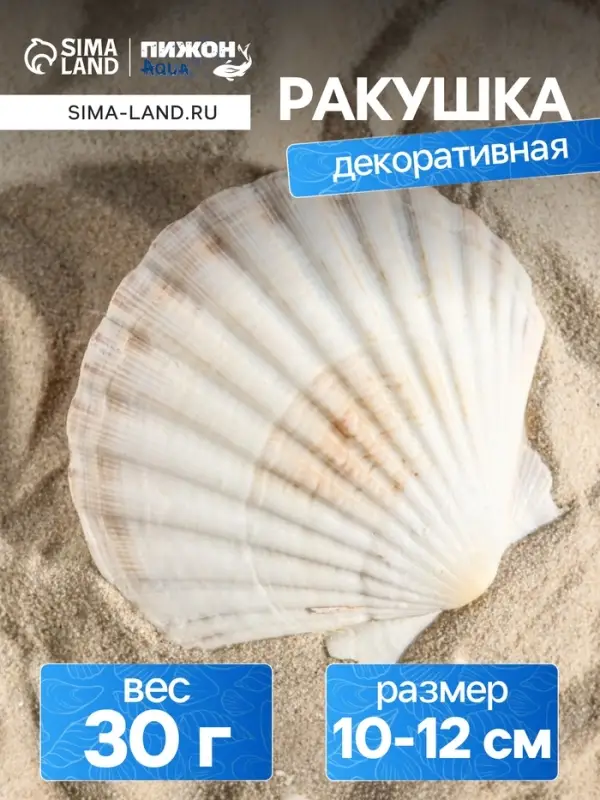 Ракушка декоративная Гребешок, 10-12 см