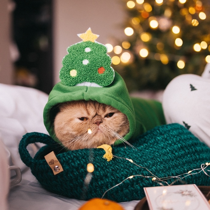 Костюм для животных Костюм для животных "Ёлка", размер XS, зелёный