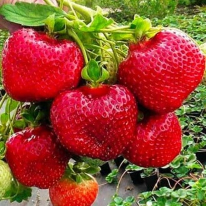 Рассада Земляники круноплодной (клубники) ФРИГО Дали (Dahli) A (9-15 мм), P9 Горшок Рассада Земляники круноплодной (клубники) ФРИГО Дали (Dahli) A (9-15 мм), P9 Горшок