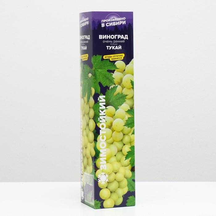 Саженец винограда Тукай, Весна 2024, 1 шт. Саженец винограда Тукай, Весна 2024, 1 шт.