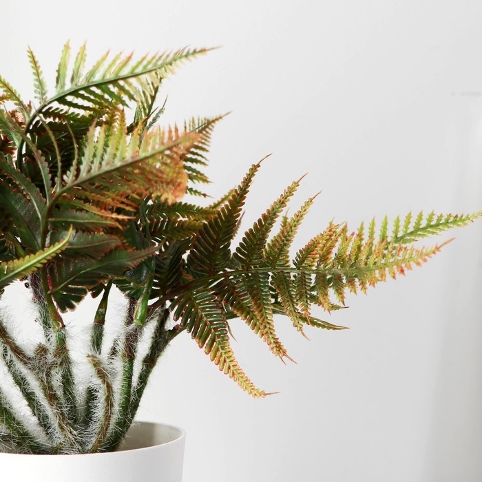 Бонсай в горшке Бонсай в горшке "Папоротник нефролепис" 8,5х21 см, микс