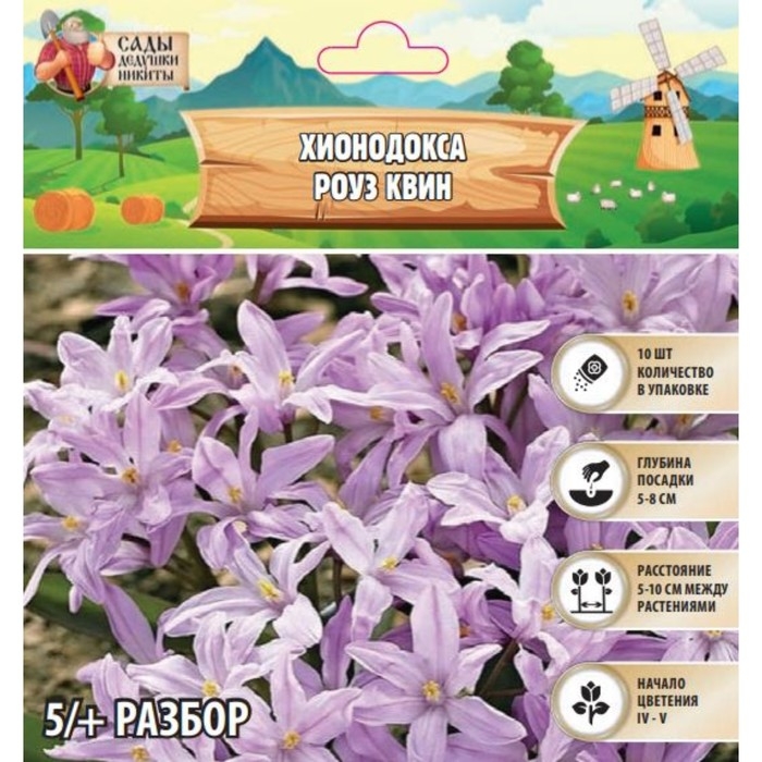 Хионодокса Роуз Квин, р-р 5/+, 10 шт, Осень 2024 Хионодокса Роуз Квин, р-р 5/+, 10 шт, Осень 2024