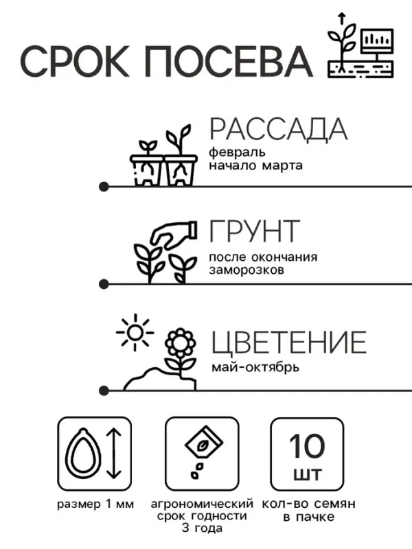 Семена цветов Катарантус Пацифика   Семена цветов Катарантус Пацифика  "Бургунди" 10 шт