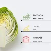 Семена Капуста цветная &laquo;Сноуболл 123&raquo;, раннеспелая, 0.3 г, &laquo;Аэлита&raquo;