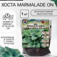 Хоста Marmalade on Toast, корневище в пакете с торфогрунтом, р-р I, размер M,1 шт.