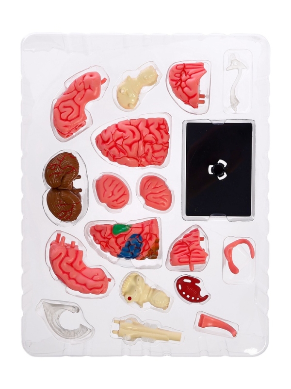 ЭВРИКИ Набор для опытов "Строение мозга", анатомическая модель