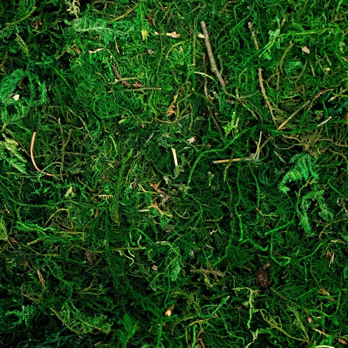 Мох для декора, 80 г, размер: 3 × 20 × 15 см Мох для декора, 80 г, размер: 3 × 20 × 15 см