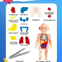 Набор для опытов &laquo;Мое удивительное тело&raquo;