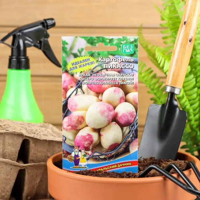 Семена Картофель  Семена Картофель "Пикассо",  0,02 г