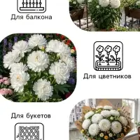 Семена цветов Астра &laquo;Белые лебеди&raquo;, 0.2 г, &laquo;Рецепты дедушки Никиты&raquo;