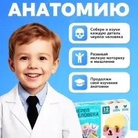Набор для опытов &laquo;Череп человека&raquo;, анатомическая модель