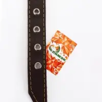 Ошейник &laquo;Красавчик&raquo;, 60&times;2.5 см, однослойный, тиснение фольгой, кожа, цвет МИКС