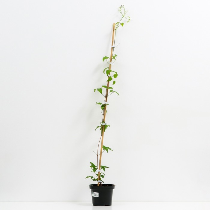 Клематис крупноцветковый Юкиокоши, С2 горшок, Н20-40 высота, 1 шт, Лето 2024 Клематис крупноцветковый Юкиокоши, С2 горшок, Н20-40 высота, 1 шт, Лето 2024