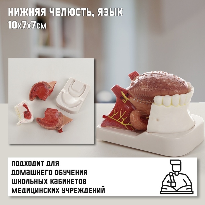 Макет  Макет "Нижняя челюсть, язык", 10*7*7см