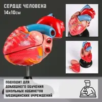 Анатомическая модель &laquo;Макет сердца человека&raquo;, 14&times;10 см