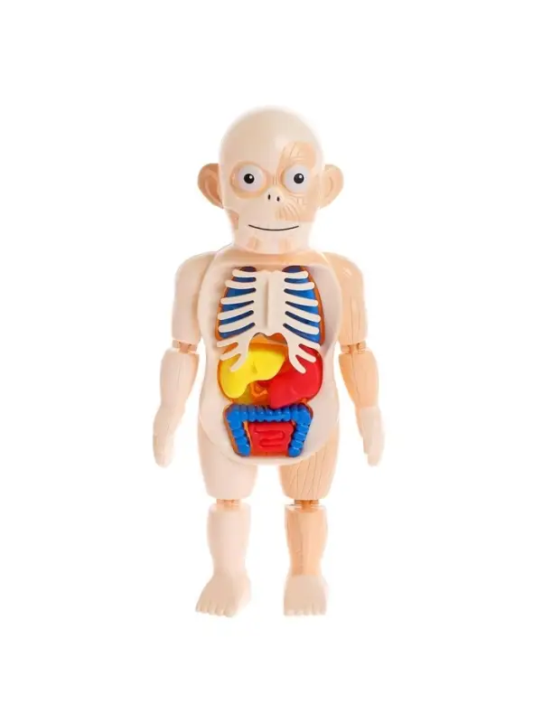 Набор для опытов &laquo;Мое удивительное тело&raquo;