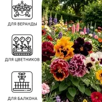 Семена цветов Виола &laquo;Эксклюзивная смесь&raquo;, 0.05 г, &laquo;Агроуспех&raquo;