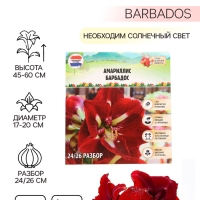 Амариллис Barbados, многолетник, луковица, р-р 24/26, 1 шт.