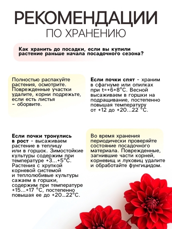 Георгина Бахромчатая SAKURA FUBUKI, клубелуковица в упаковке, р-р I, 1 шт.