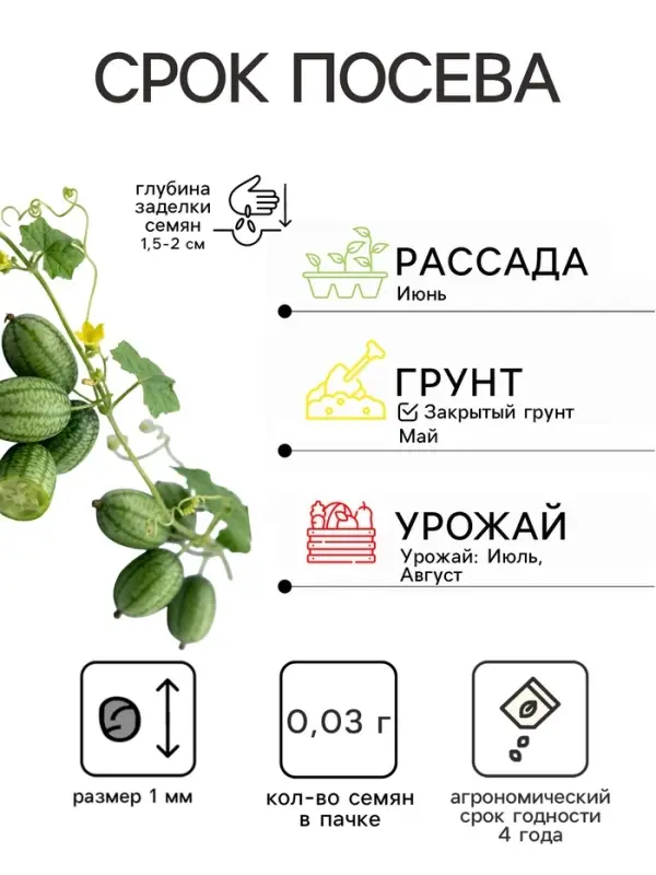 Семена Мелотрия (мышиная дыня) &laquo;Микки&raquo;, 0.03 г, &laquo;Аэлита&raquo;