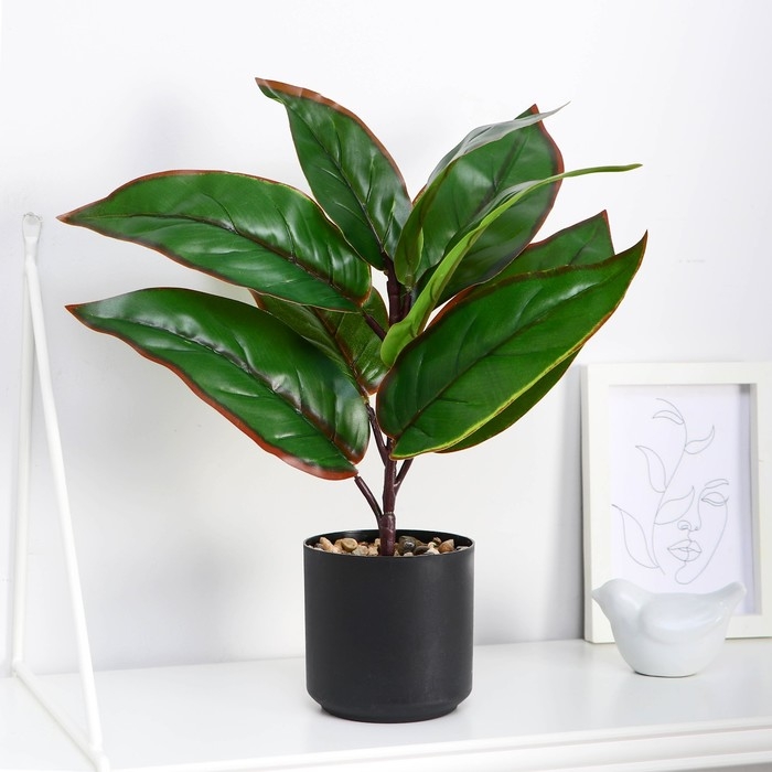 Бонсай в горшке Бонсай в горшке "Кордилина колор" 8,5х24 см