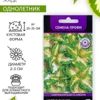 Семена цветов Колеус Визард Жаде, 10шт