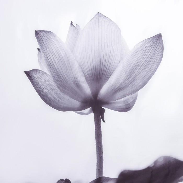 Штора для ванны Доляна «Моно» с люверсами, 180×180 см