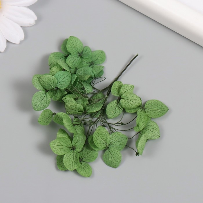 Сухоцвет Сухоцвет "Гортензия" зелёный h=6-6,5 см