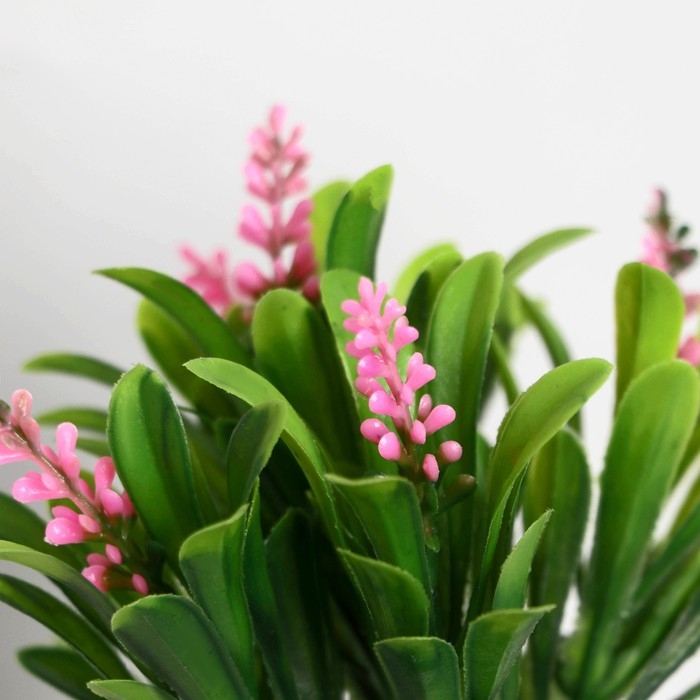 Бонсай в горшке Бонсай в горшке "Гадючий лук" 5,5х10 см, микс