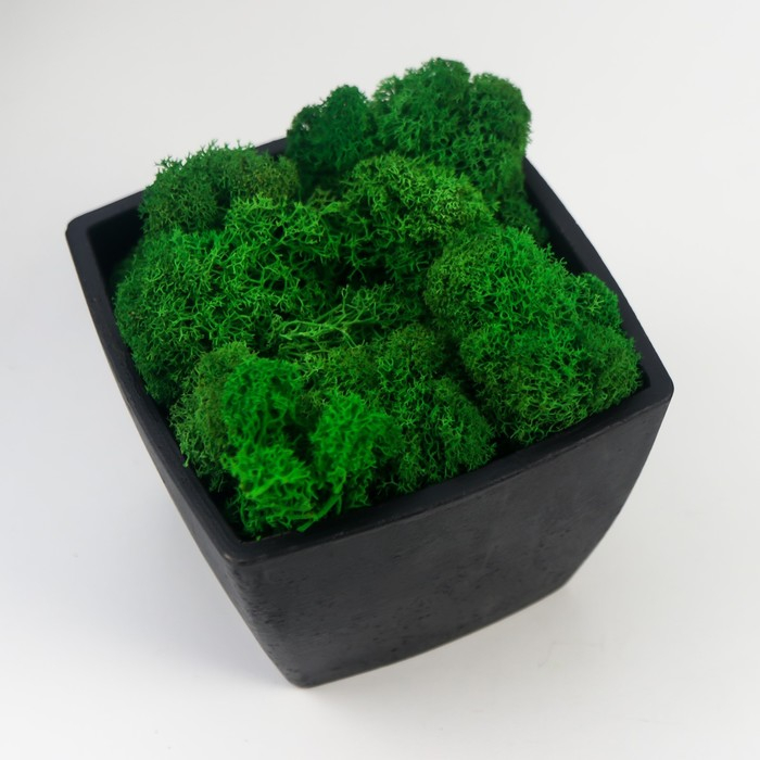 Кашпо бетонное Кашпо бетонное "Классика" со мхом высота 9 см черное (мох зеленый стабилизированный)