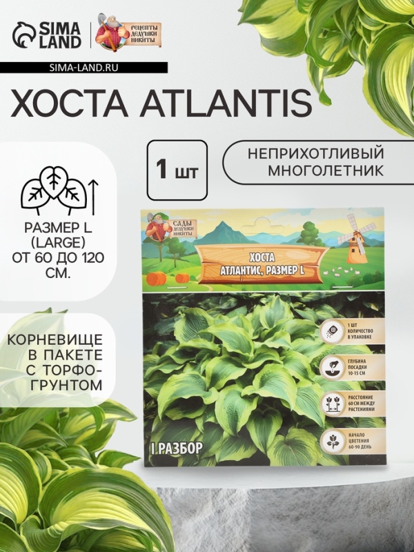Хоста Atlantis, корневище в пакете с торфогрунтом, р-р I, размер L,1 шт.