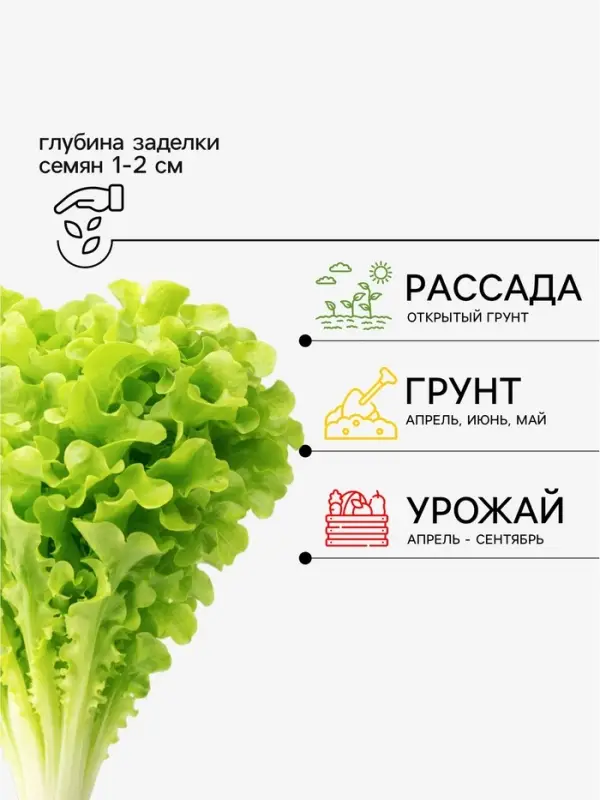 Семена Салат &laquo;Бутерброд&raquo; листовой, 0.5 г, &laquo;Аэлита&raquo;