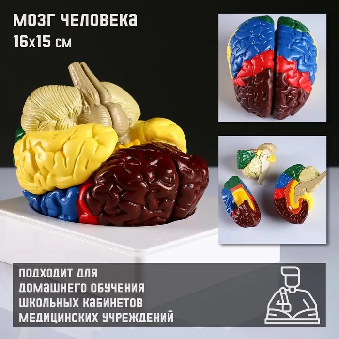 Анатомическая модель &laquo;Макет мозга человека&raquo;, 16&times;15 см