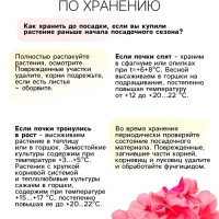 Флокс «Роза Пастелла» корневище в пакете с торфогрунтом, р-р I, 2 шт.