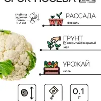 Семена Капуста цветная "Мовир 74", 0,1 г Семена Капуста цветная "Мовир 74", 0,1 г