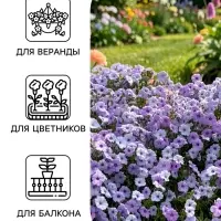 Семена цветов Петуния &laquo;Тайдал Вейв Сильвер&raquo; F1, 5 шт., &laquo;Агросидстрейд&raquo;