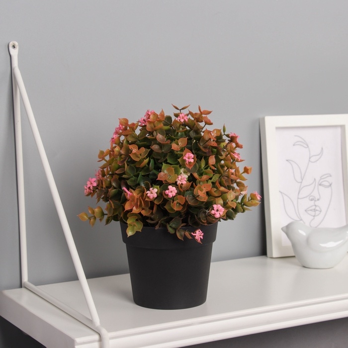 Бонсай в горшке Бонсай в горшке "Фиалка мини с зеленью галант" 18х10 см, микс