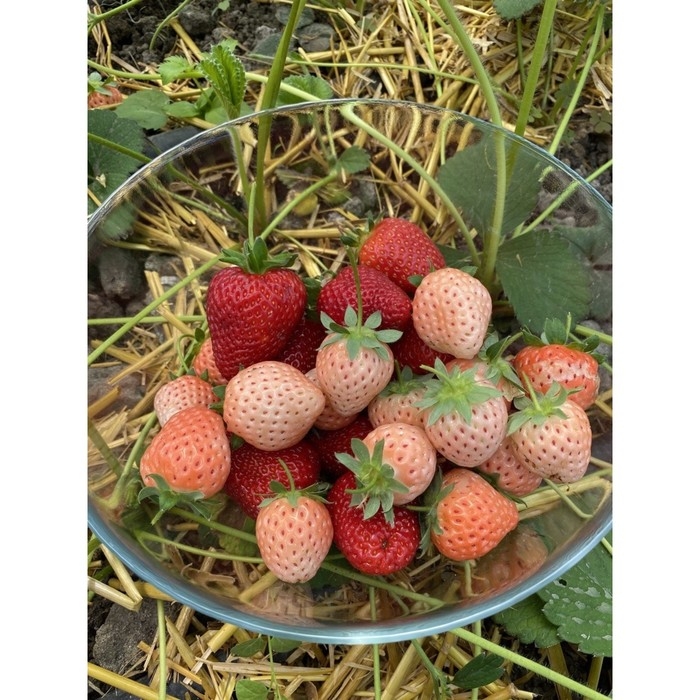 Рассада Земляники круноплодной (клубники) ФРИГО Фрагола Бьянка №5 (Fragola Bianka №5) A (9-15 мм), Рассада Земляники круноплодной (клубники) ФРИГО Фрагола Бьянка №5 (Fragola Bianka №5) A (9-15 мм),