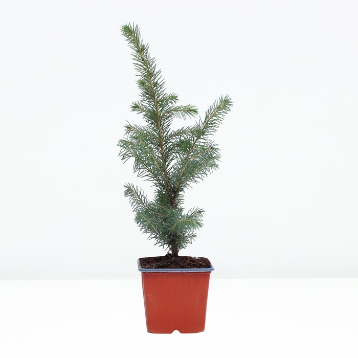 Ель колючая Ель колючая "Глаука", Р9, 1шт, h 3-20 см, Осень 2024